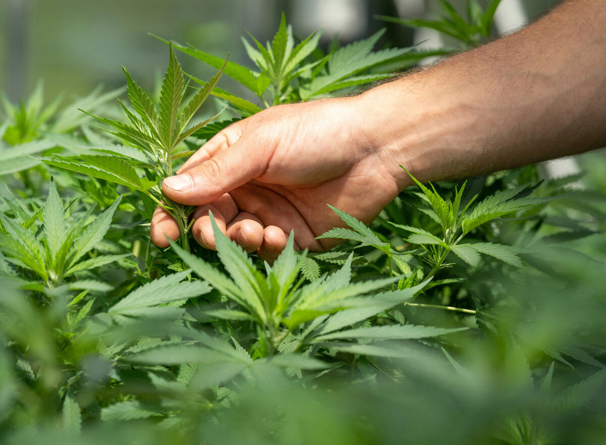 Is medical cannabis legal for UK care home residents?